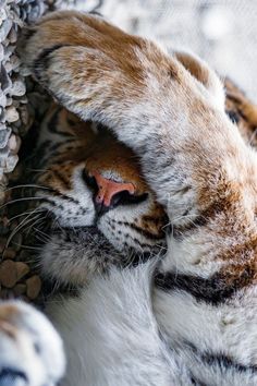 a close up of a tiger laying on the ground