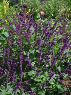 purple flowers are blooming in the garden