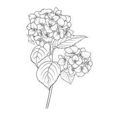 Hydrangeas Tattoo, Hydrangea Tattoo, Flower Outline, Tattoo Sleeve, Tattoo Placement, Tattoo Drawings, Sleeve Tattoos, Hydrangea