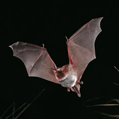 a bat flying in the dark with its wings spread