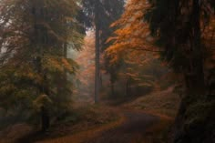 a road in the middle of a forest with lots of trees and leaves on it