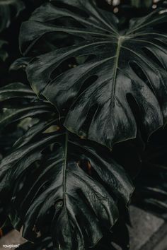 a large green leafy plant in a pot