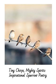 five birds sitting on a wire with the words tiny chirps, mighty spirits inspirational sparrow poetry