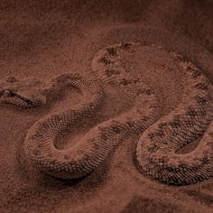 a snake that is laying down in the sand