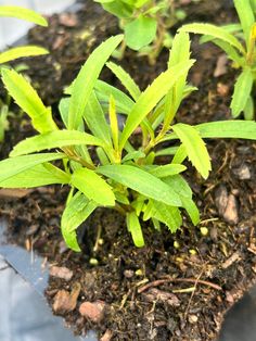 Plant starts Mexican Tarragon, Outdoor Gardens, Herbs, Mural, Mint