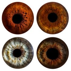 four different types of eyeballs are shown in this image, one is brown and the other is orange