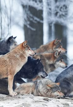 a group of wolfs are standing in the snow