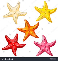 four starfishs with different colors and sizes