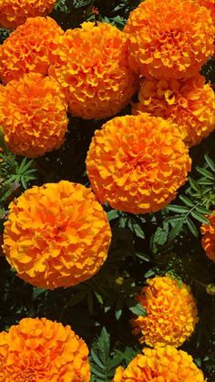 many orange flowers with green leaves in the background