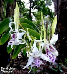 some white and purple flowers in the woods