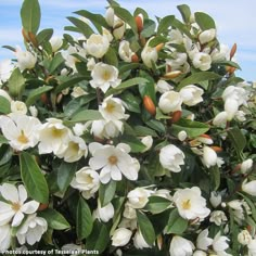 white flowers are blooming on the top of a bush in front of a blue sky