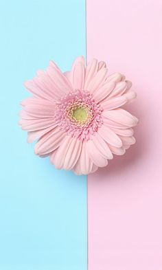 a pink flower sitting on top of a blue and pink wall next to a pastel background