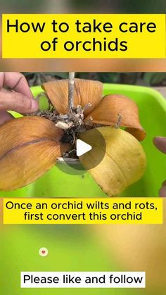 a person holding a flower in their hand with the words how to take care of orchids