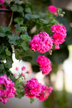 pink flowers are blooming in the garden