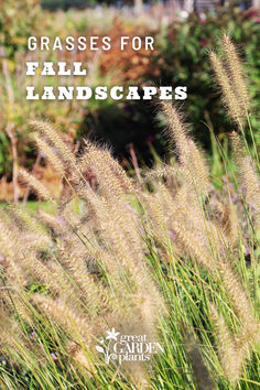 tall grass with the words grasses for fall landscapes