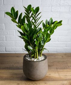 Green Plants Delivered Long Island NY | QG Floral & Landscape Plants Arrangement Indoor, Japanese Indoor Plants, Terrariums Diy, Tattoo Plant, Low Light Indoor Plants, Zz Plant, Plant Wishlist