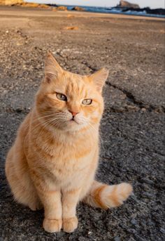 an orange cat is sitting on the ground