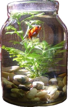 an aquarium filled with rocks and plants in front of a white background is the image of a goldfish