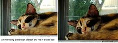 two pictures of a cat laying on top of a window sill next to each other