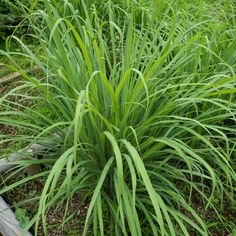 some very pretty green plants in the grass