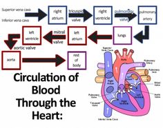 the diagram shows how blood flows through the heart