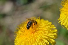 a bee sitting on top of a yellow flower