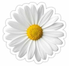 a white and yellow daisy sticker on a white background