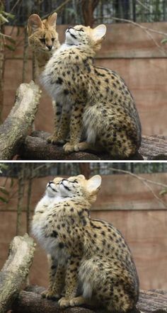 two pictures of a cat sitting on top of a tree branch