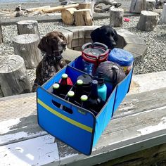 a dog sitting on a dock next to a blue box filled with bottles and balls