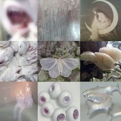 a collage of pictures with different types of animals and plants in them, including moths