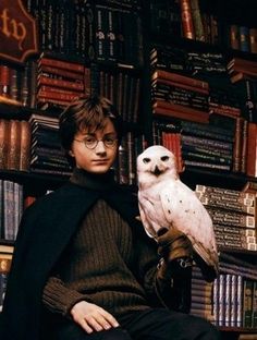 harry potter with an owl on his arm