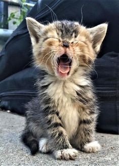 a kitten yawning while sitting on the ground