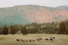 a group of horses running through a field with mountains in the background and trees on either side