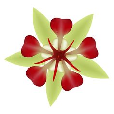 a red and white flower with green leaves on it's petals, viewed from above