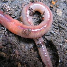 a worm is laying on the ground