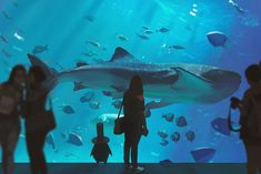 people standing in front of an aquarium looking at the sharks and other marine creatures around them