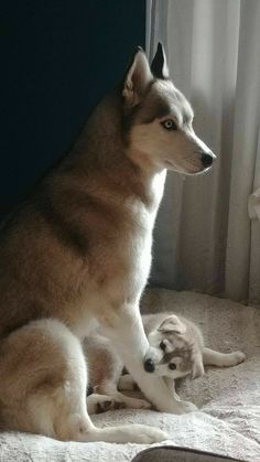 a dog sitting on top of a bed next to a baby puppy in front of a window