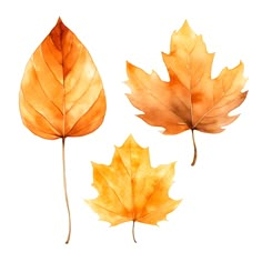 three watercolor leaves are shown on a white background, one is orange and the other is yellow