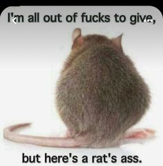 Sarcasm Quotes, A Rat, Good Humor, Twisted Humor, E Card, Work Humor, Pics Art, Sarcastic Quotes, Funny Signs