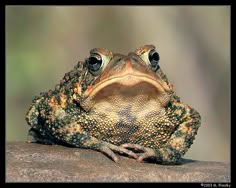 a frog sitting on top of a rock