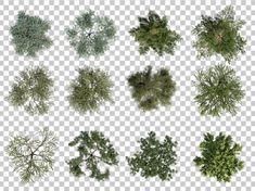 several different types of trees on a transparent background