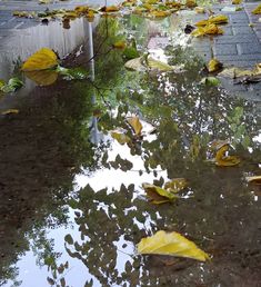 yellow leaves floating on the ground next to a street with water puddles and brick walls