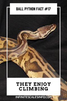 ball python fact 17 they enjoy climbing