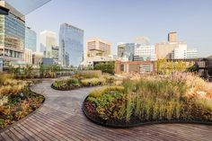 a wooden walkway surrounded by grass and plants in front of tall buildings with skyscrapers in the background