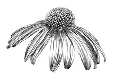 a black and white drawing of an echindramus flower on a white background