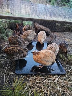 several chickens are drinking water from a tray