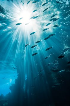 a large group of fish swimming under the sun in the blue water with sunlight shining down on them