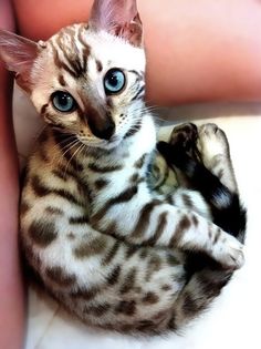 a cat with blue eyes is laying on the arm of someone's hand and looks at the camera