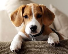 a brown and white dog sitting on top of a couch