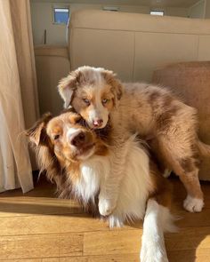 two brown and white dogs sitting next to each other on the floor in front of a couch